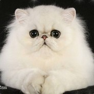 懒(>^ω^<)猫