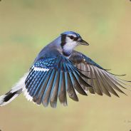 BlueJay