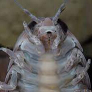 Boiled_Isopod