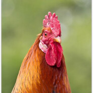 RusttyChicken