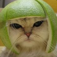 hoobsen CATastrophic avatar