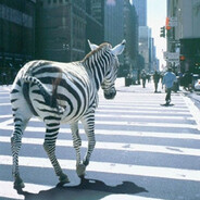 Zebra Crossed the Line