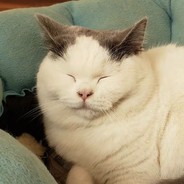 茵茵家的猫