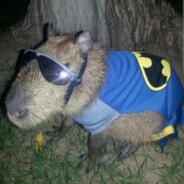 Batman capybara♛
