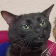 SomYuai the Black Cat