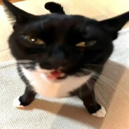 忌妖