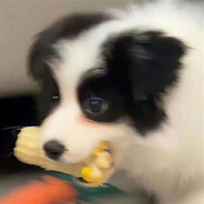 小白