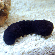 Mr.BlackCucumber