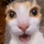 mdiemxz