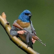 Steam Community Avatar