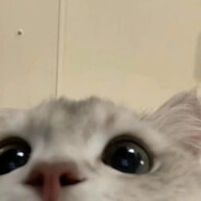懒懒是糕手