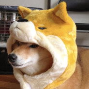 DOGE ツ