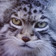 AngryManul