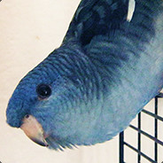 nosfii