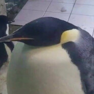 høj