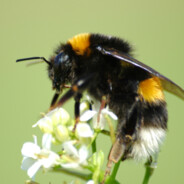 Den Berygtede Brumbasse avatar