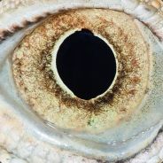 EYE