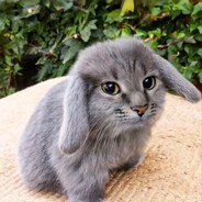 https://avatars.fastly.steamstatic.com/6f1a6b2e071bb847d45232c966c10ddbd1c6617f_full.jpg
