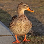 AloneLakers