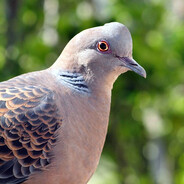 POMBA ROLINHA