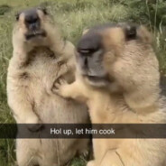 ç
