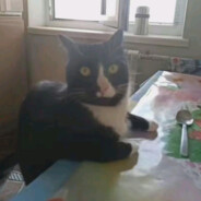 Fabitzu_9