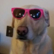 PERRO NALGON