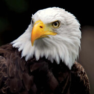 dEagle