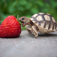 Aardne
