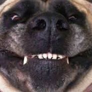 BIG DOG