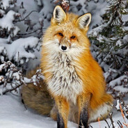 LiS @ Fox