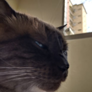 Farofa