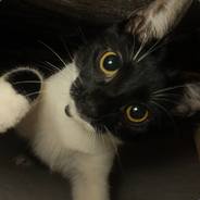 Fragcats
