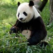 Panda  [BE]