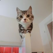 少了一条粗壮的大腿