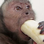 MonkeyMan
