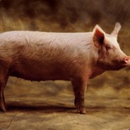 The Pig