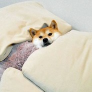 Shiba in Pyjamas