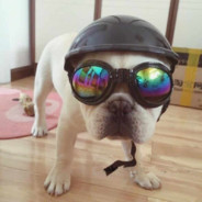 Rex Badboy