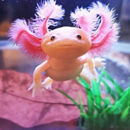 Axolotl