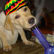 The Dog