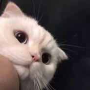 Cccxiaokui