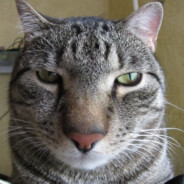 Mr.Felix