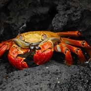 $♣$ Crab $♣$