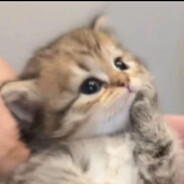 Shu