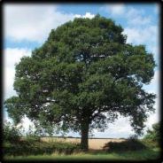 Mintree
