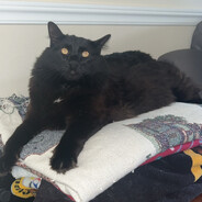 My "Cat"