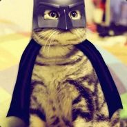 batcat