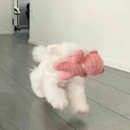 你们烧成青烟，送我直上苍穹