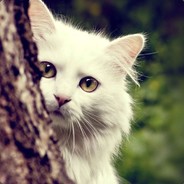 whiteCAT!